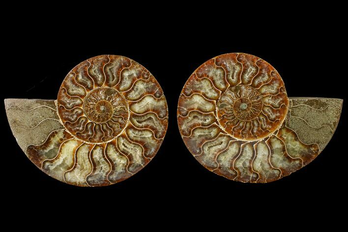 Agate Replaced Ammonite Fossil - Madagascar #158320